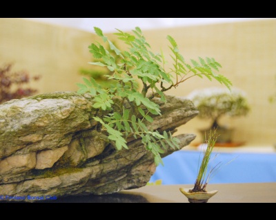 2008-05-10 - DSC_0391.jpg