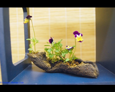 2008-05-10 - DSC_0392.jpg