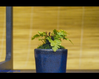 2008-05-10 - DSC_0394.jpg