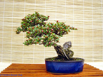 2007-05-12 - DSC02316.jpg