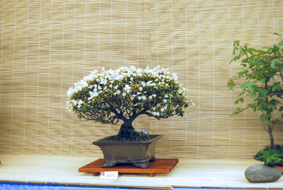 2008-05-10 - DSC_0371.jpg