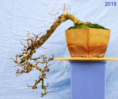 2018-01-19 - DSC_9156.jpg