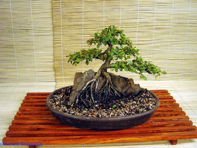 2007-05-12 - DSC02322.jpg