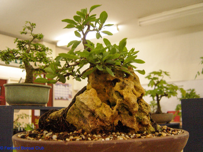 2007-05-12 - DSC02329.jpg