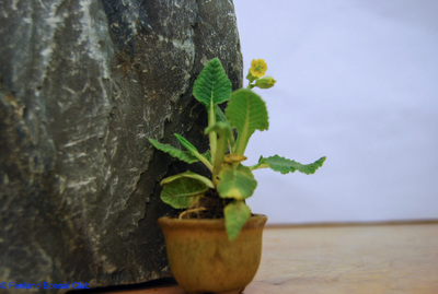 2008-05-10 - DSC_0362.jpg