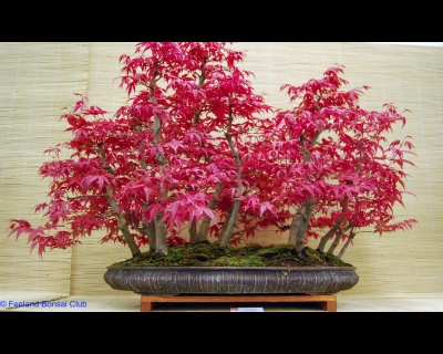 2008-05-10 - DSC_0365.jpg