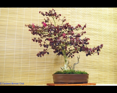 2008-05-10 - DSC_0368.jpg