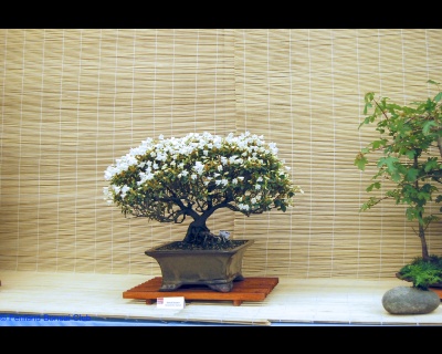 2008-05-10 - DSC_0371.jpg