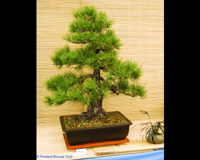 2008-05-10 - DSC_0373.jpg