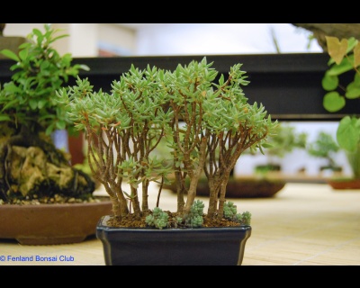 2008-05-10 - DSC_0375.jpg