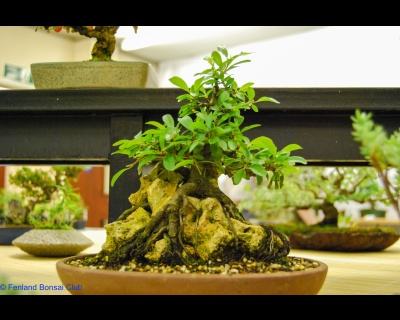 2008-05-10 - DSC_0378.jpg