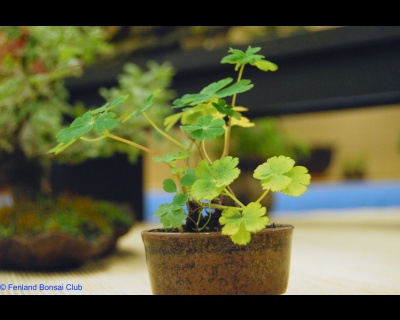 2008-05-10 - DSC_0381.jpg