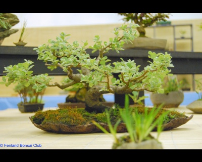 2008-05-10 - DSC_0382.jpg