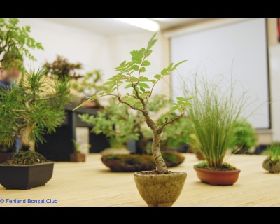 2008-05-10 - DSC_0384.jpg