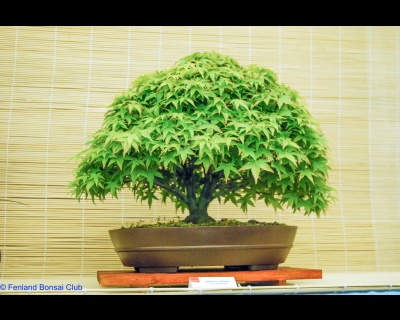 2008-05-10 - DSC_0385.jpg